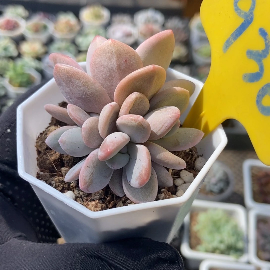 936粉兔多肉植物保护