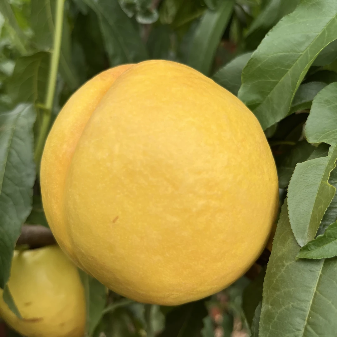 蒙阴蜜桃油桃【助农专属】中油金铭，果园直发包邮，新鲜油桃