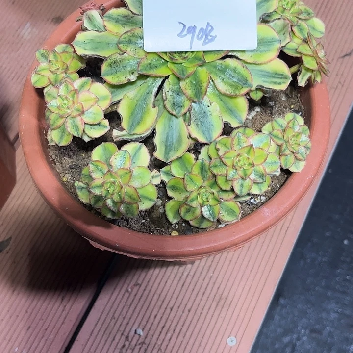 月***酒太阳神多肉植物保护2908