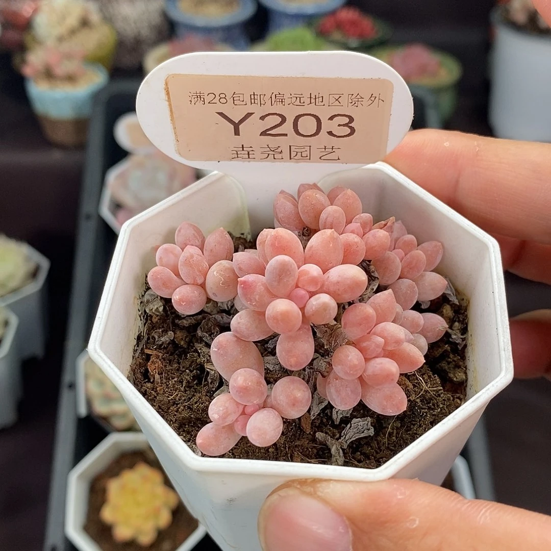 0203 婴儿手指 5.5cm