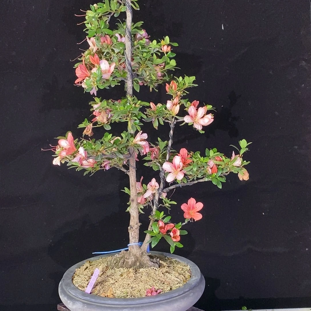 泽***轮杜鹃花包邮0323