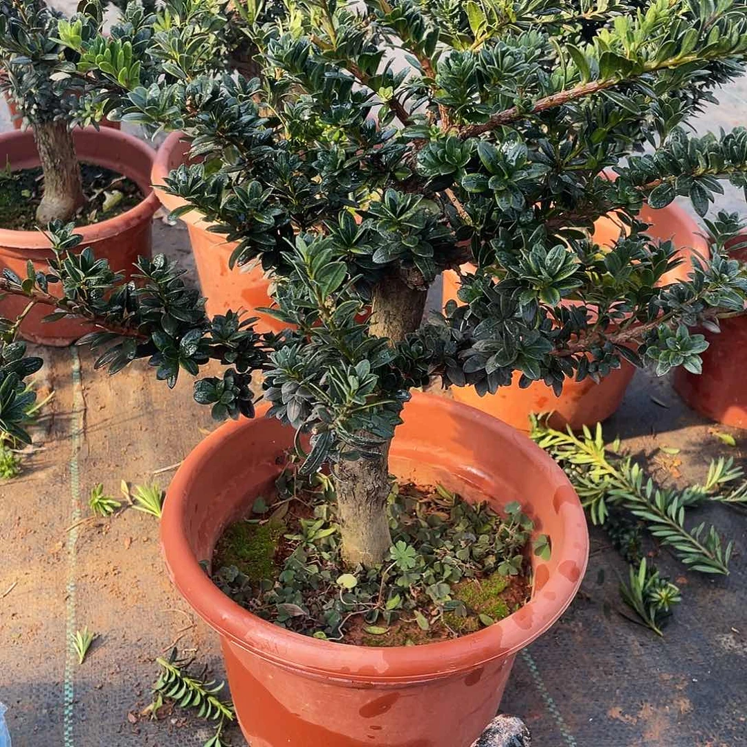 G****完全开放罗汉松盆景罗汉松