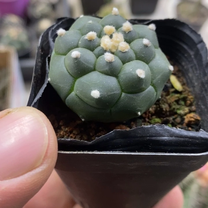 实生龟甲兜特价包邮3