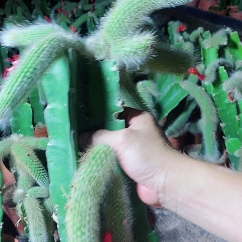 嫁接九尾狐2颗+2颗无根侧芽