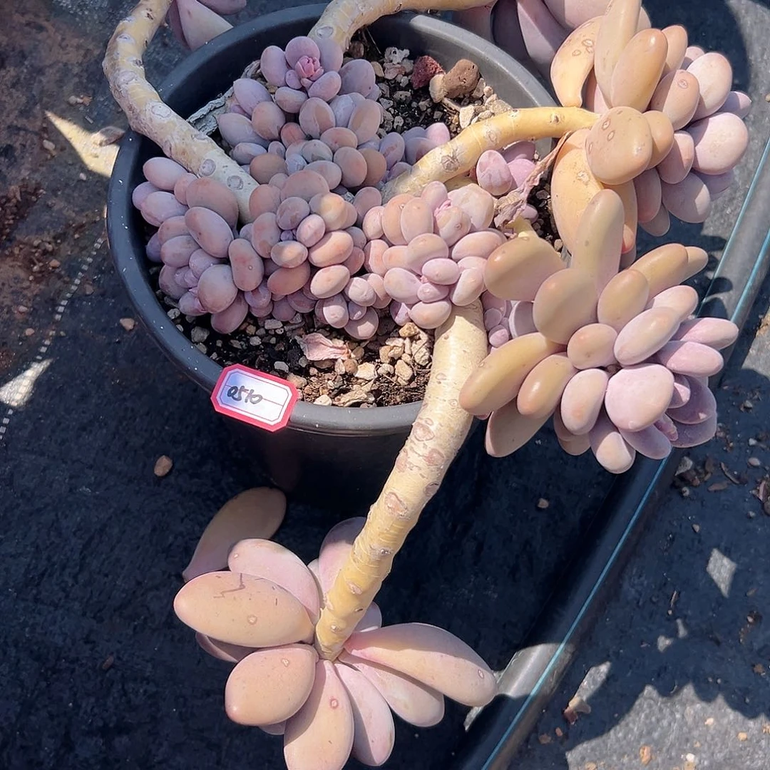 j****e0510大叶奶多肉