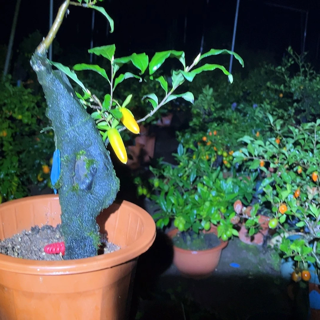 完全开放金弹子盆景