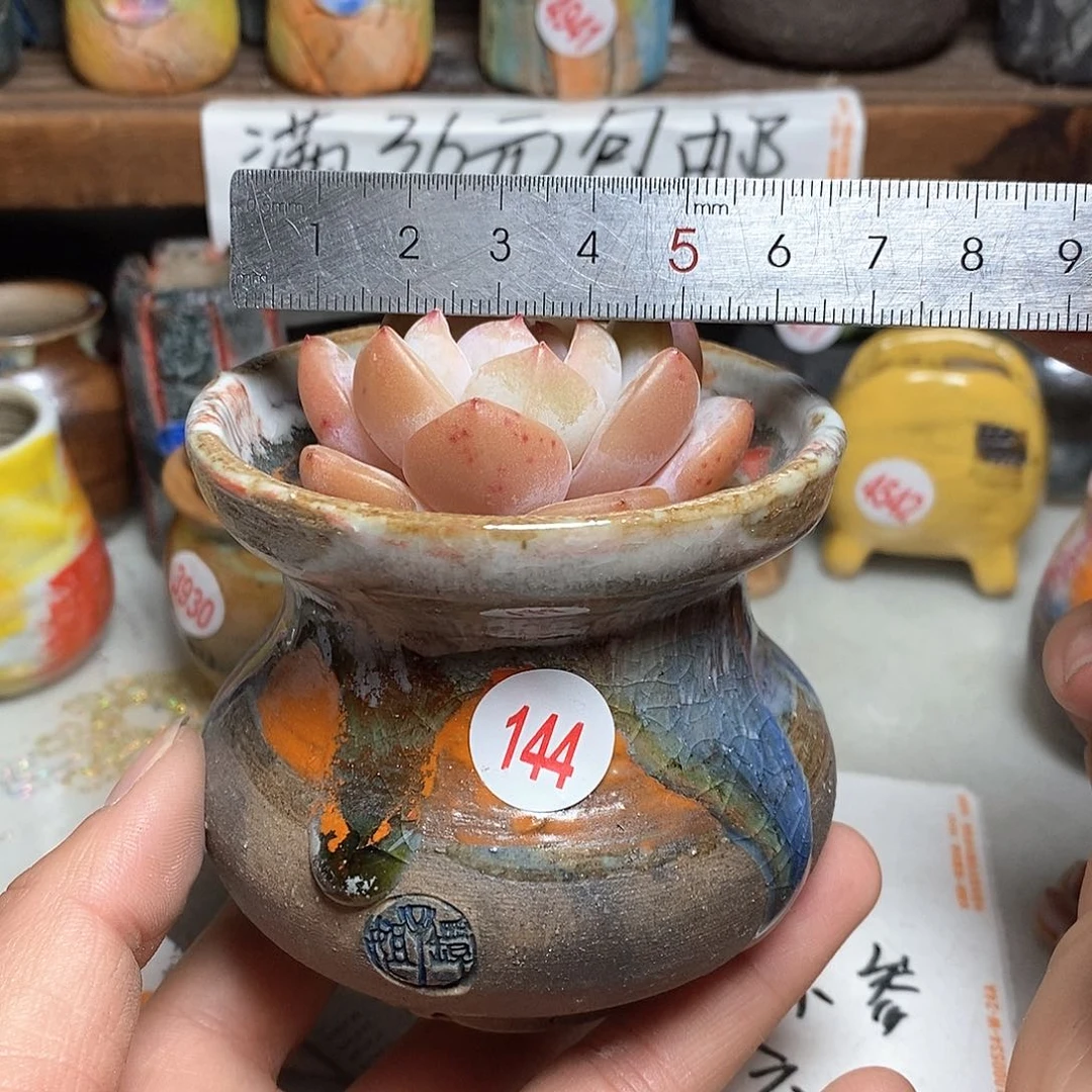 红陶拍5送一个小