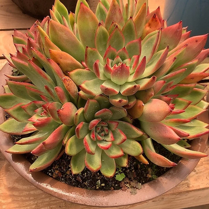 美肉特价活动开始啦