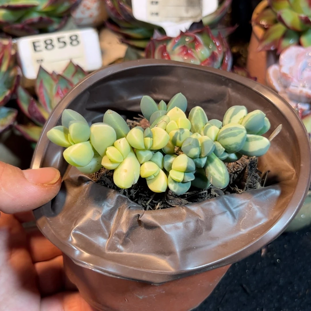 鹿角海棠锦惊鸿一瞥多肉植物