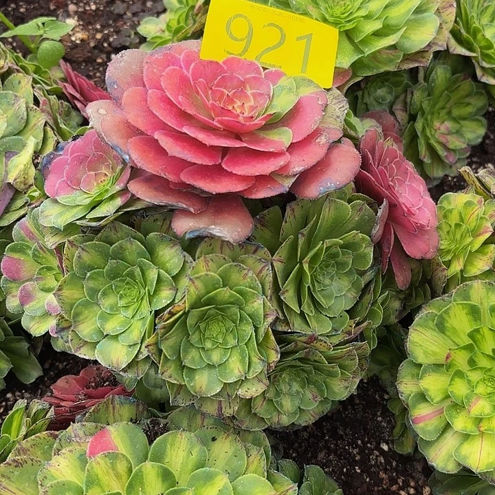 多肉植物福利921个