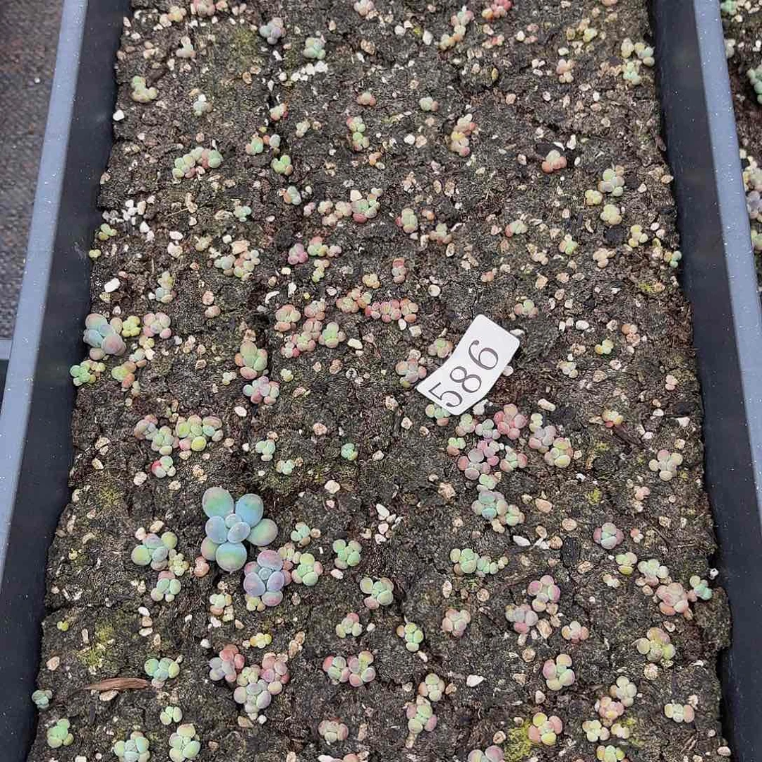 多肉植物多肉植物586