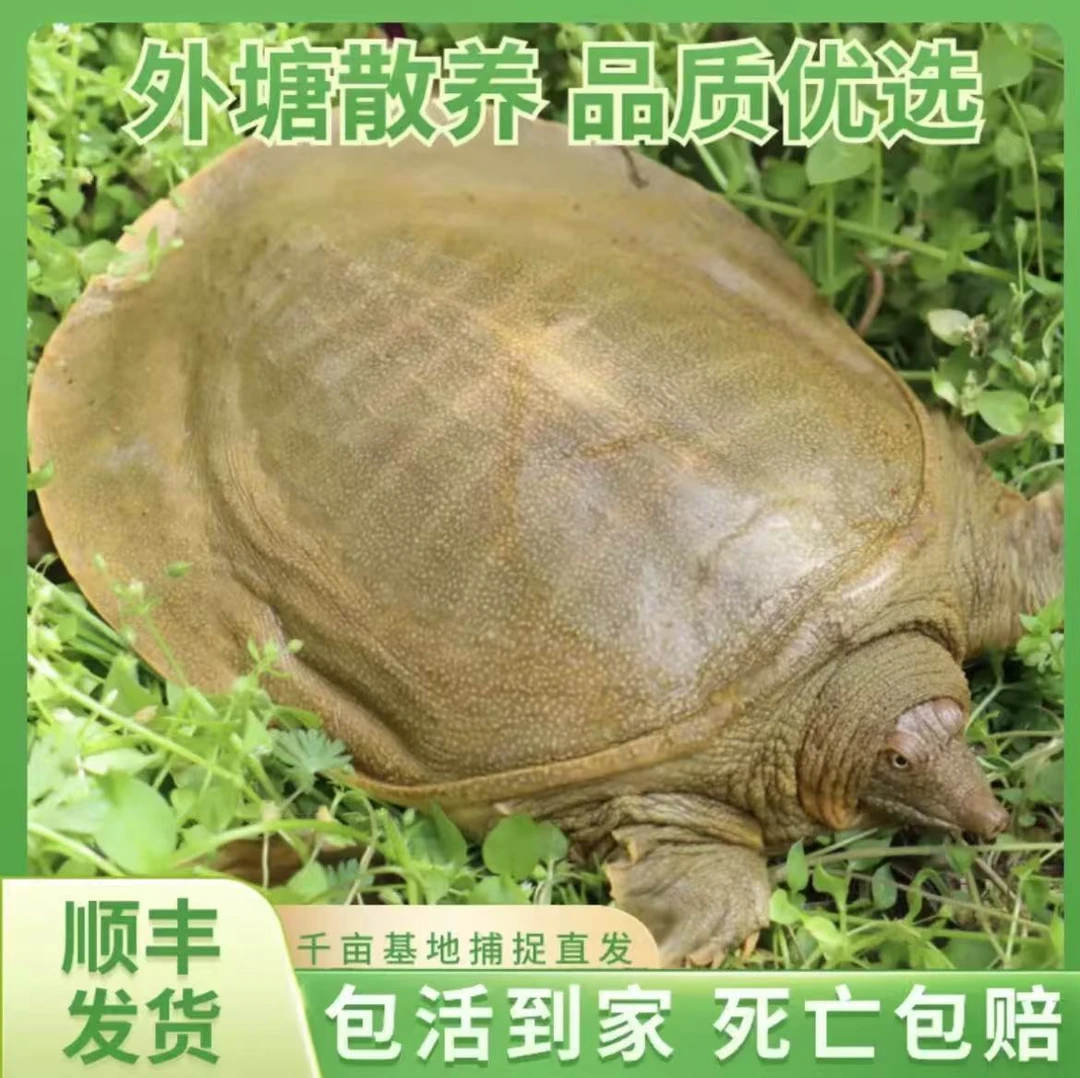 【顺丰】嘉兴1-6斤外塘散养公鳖泥池冷水甲鱼鲜活甲鱼王八外塘甲鱼