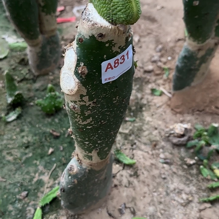 坚***强无花朵嫁接青蛇缀831