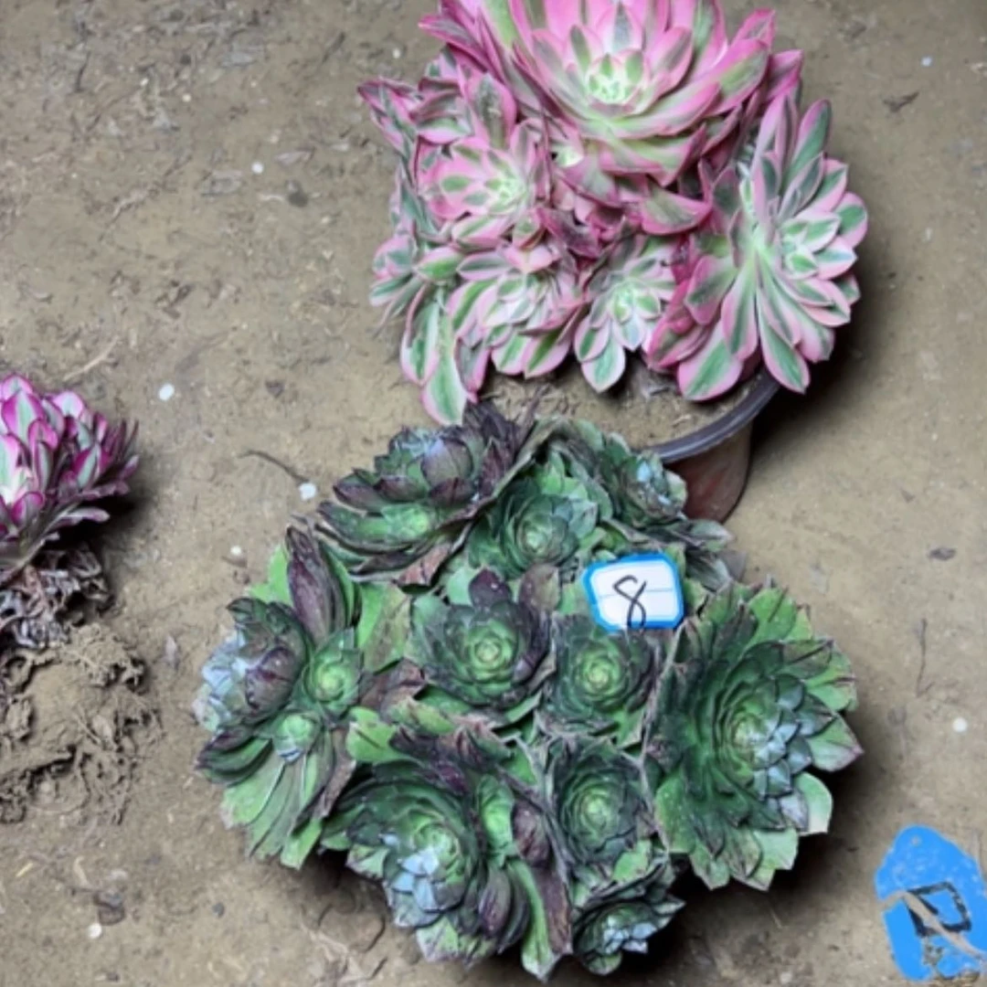 【闪购商品】多肉植物不售后8