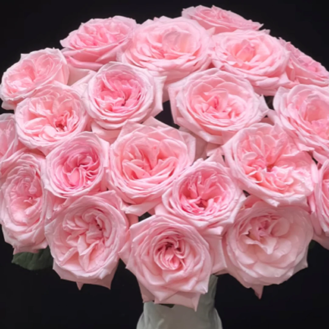 粉荔枝清香型玫瑰刘亦菲同款（昆明基地直发）