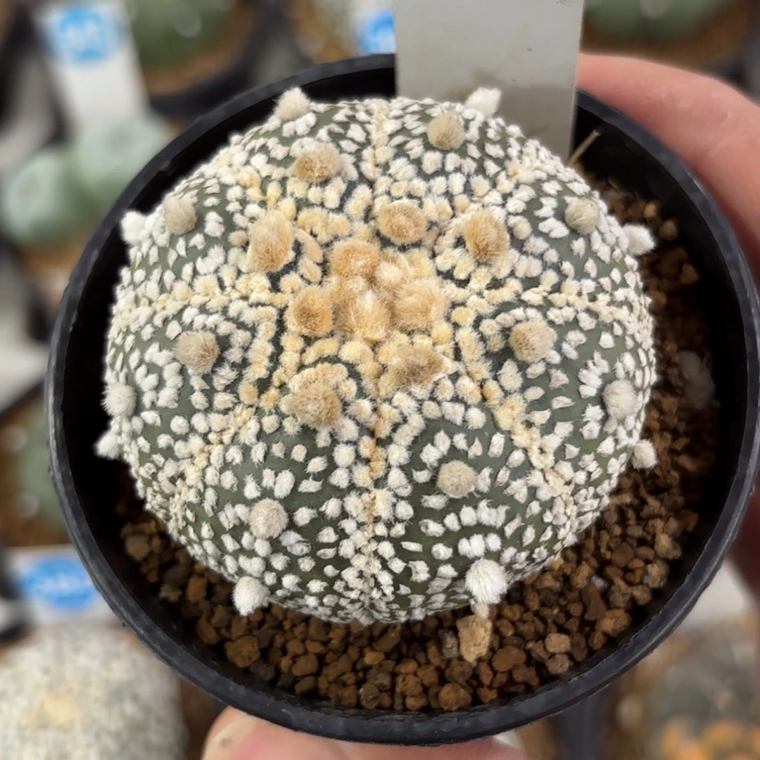 394实生花园兜带盆带土发货