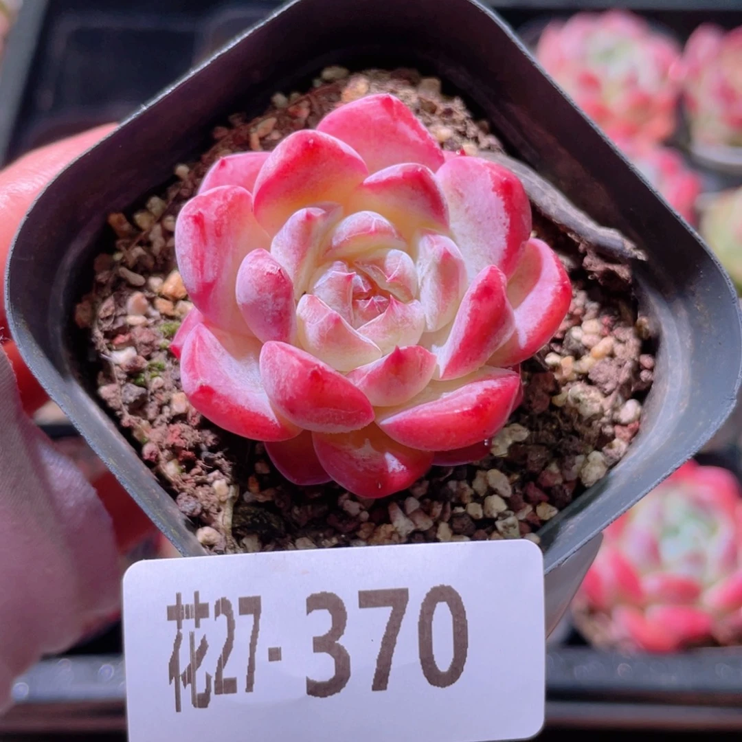 花利美27-370新品