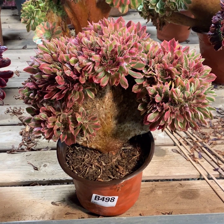 498女神缀多肉法师