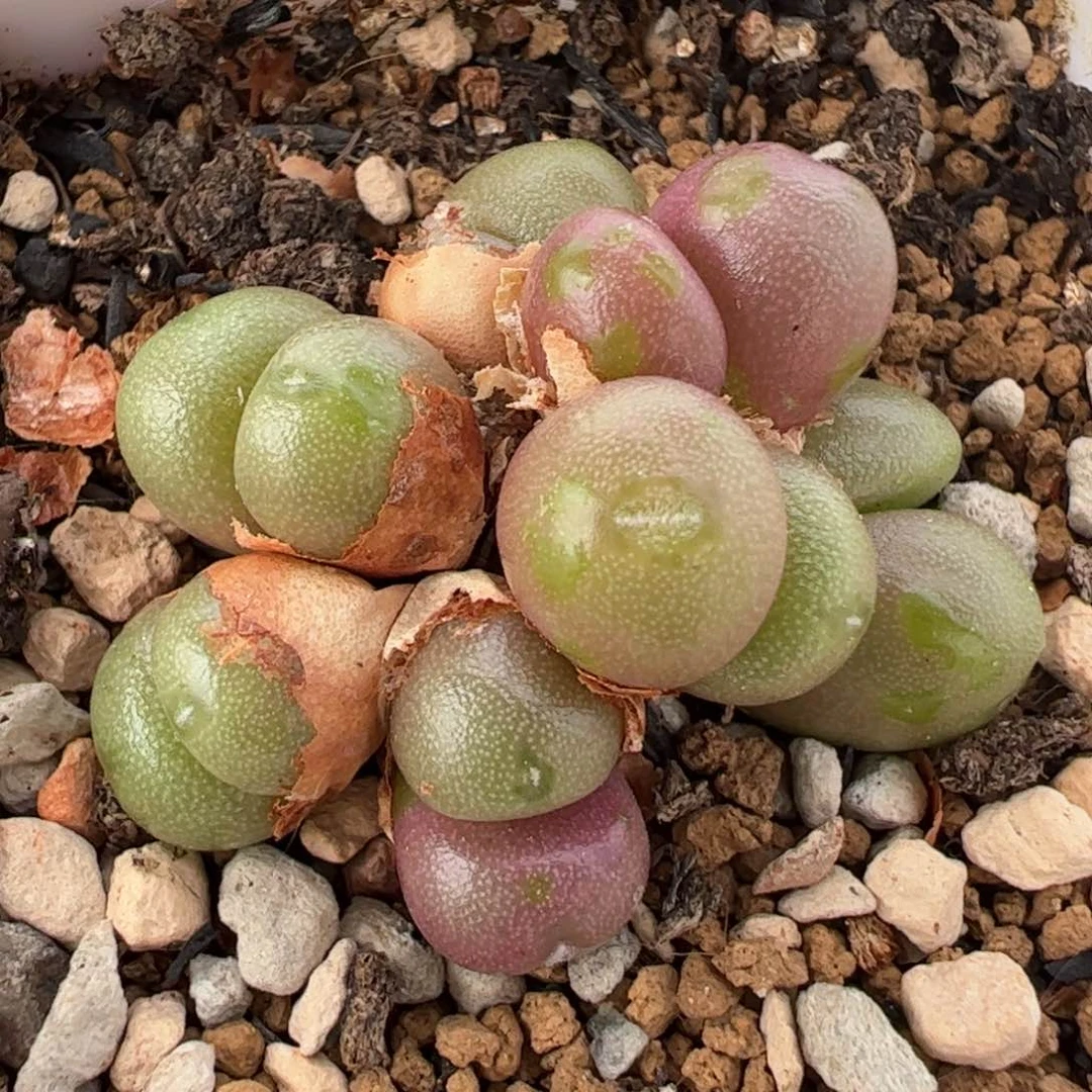 紫葡萄多肉植物百科