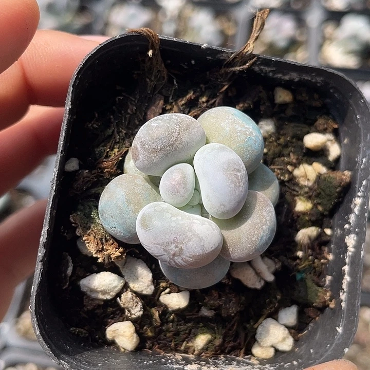 鸡蛋奶小单头随机发满18包邮