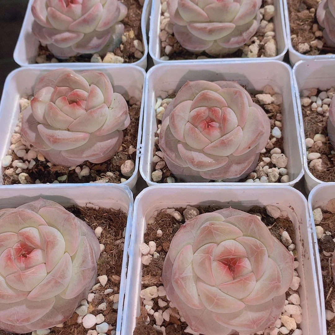 玉影245678899900000