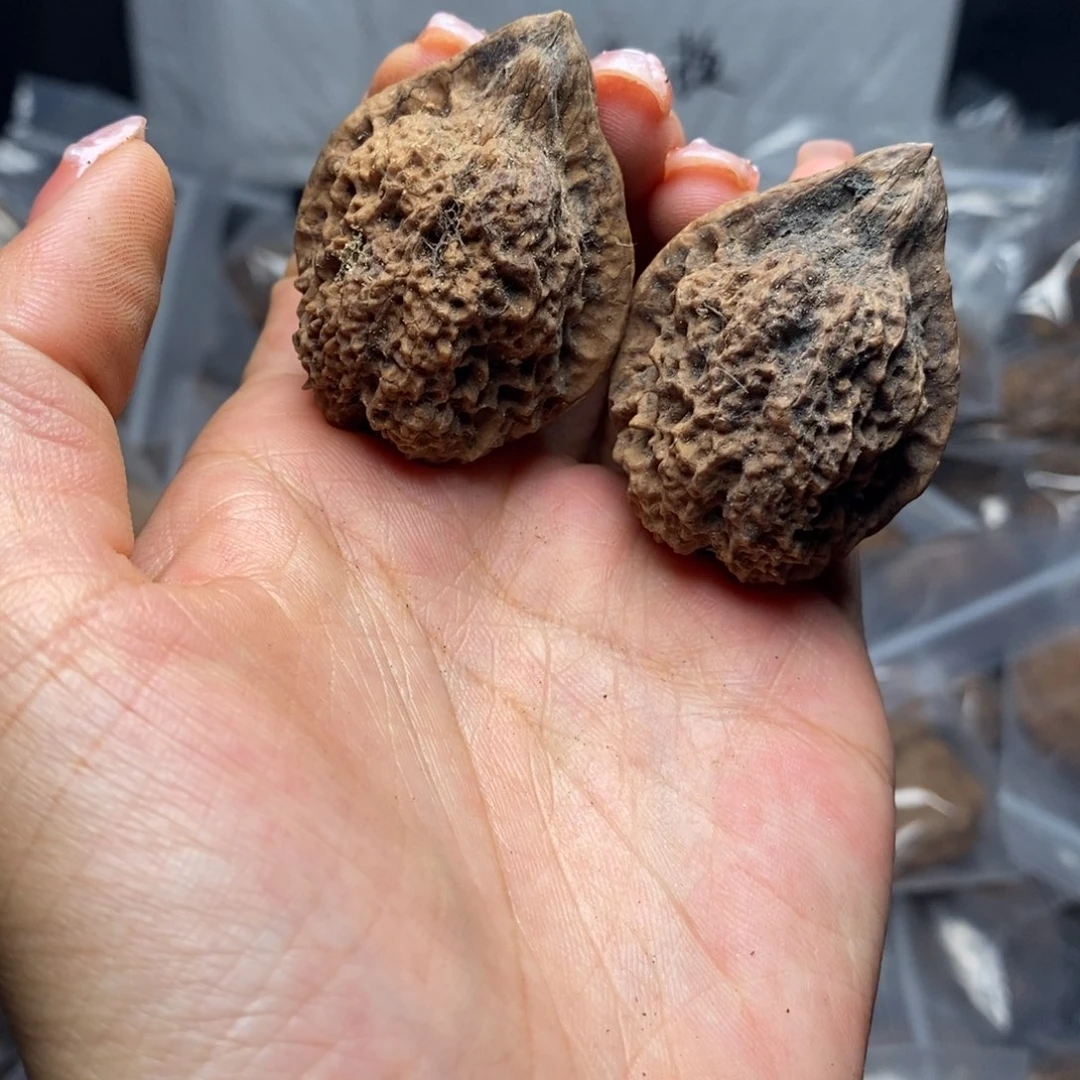 文玩核桃把件36号37mm