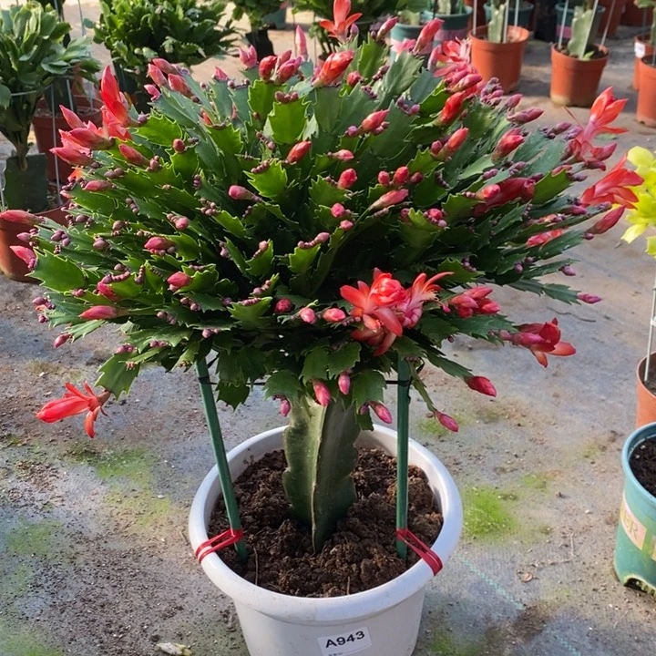 当前无花栽培后可以开花943嫁接红色