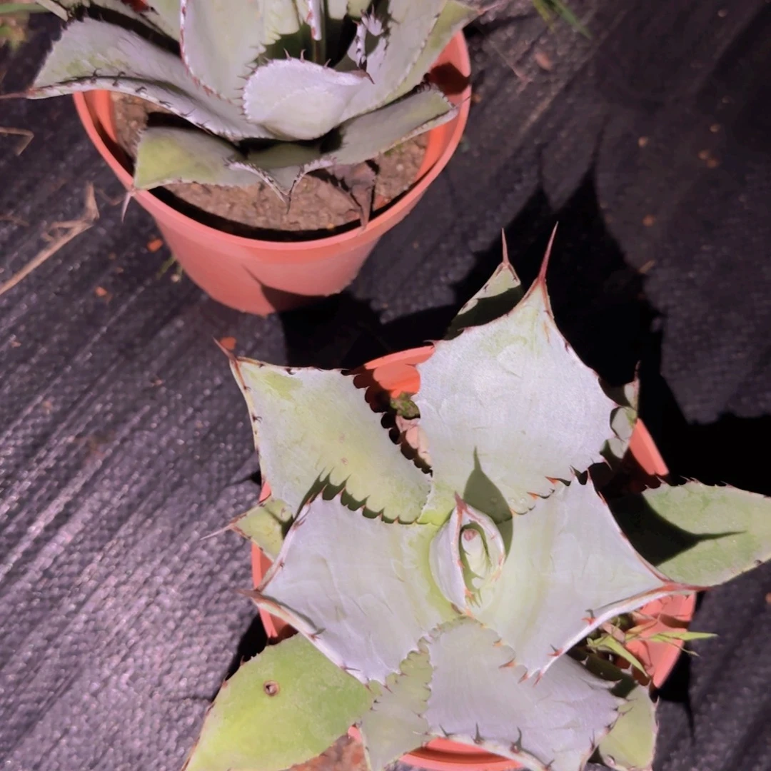 块根植物块根植物块根