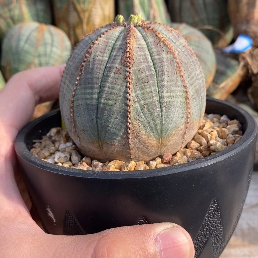 16 欧系实生布纹球多肉植物
