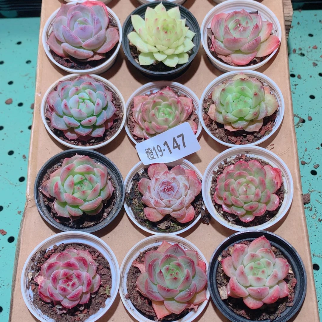 19-147一物一拍多肉带盆18颗