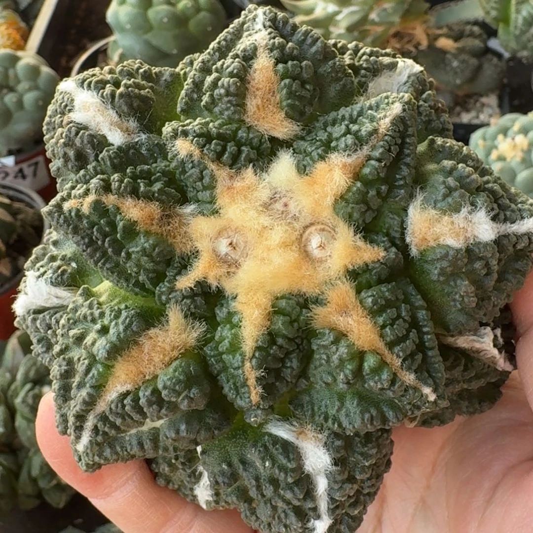 【闪购商品】大尤龟甲萝卜根