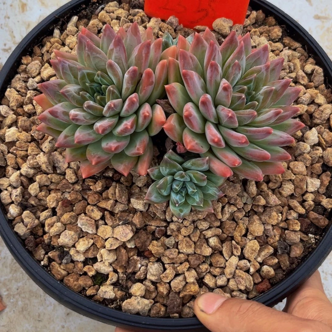 2335下午多肉植物群生