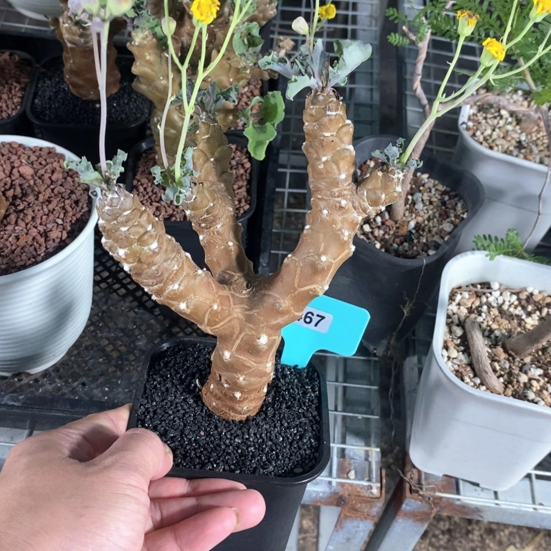 蛮鬼塔杂雪鹿厚炖菊多肉