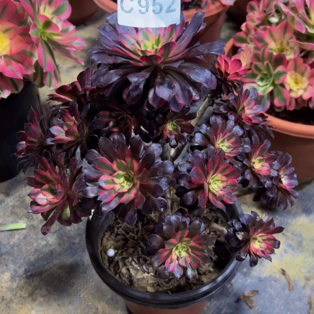 用***芝无花朵黑铜超白952