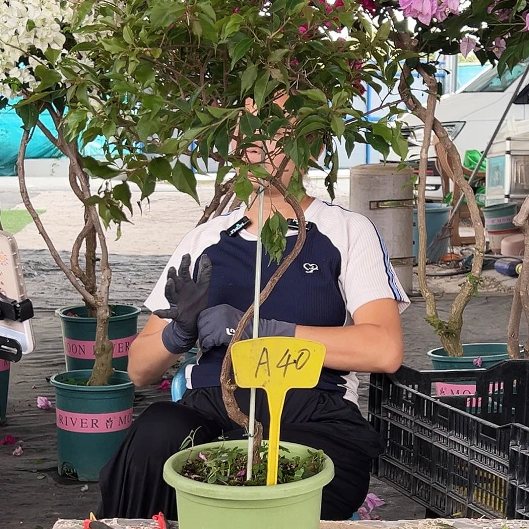 喜***在大部分花苞少量开放A40紫红桑巴