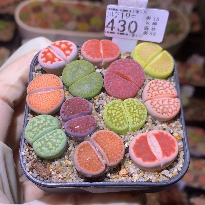 ?*W精品生石花219.430