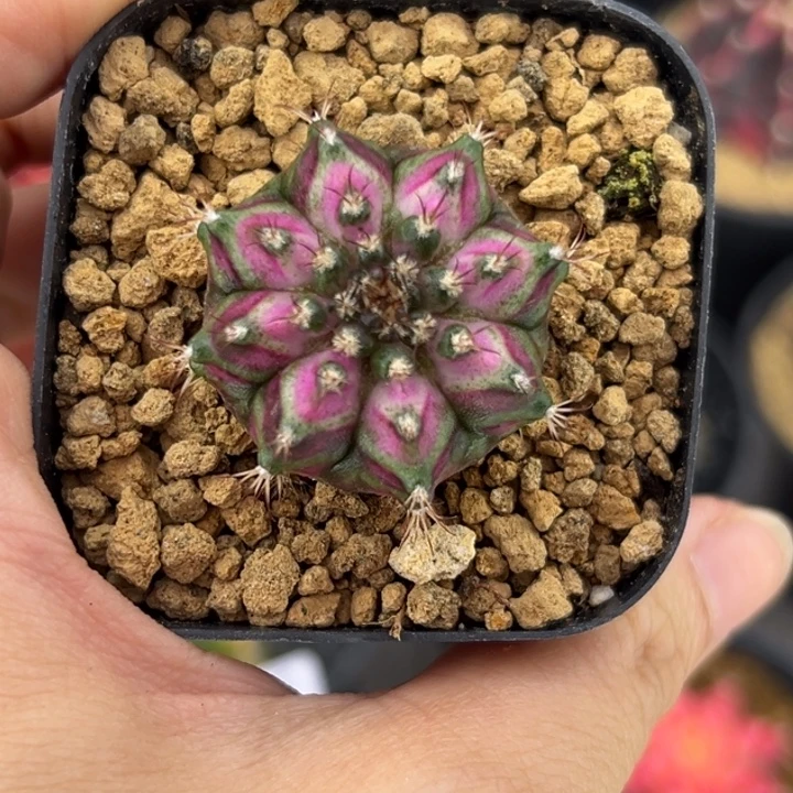 泰国米哈仙人球实生福利