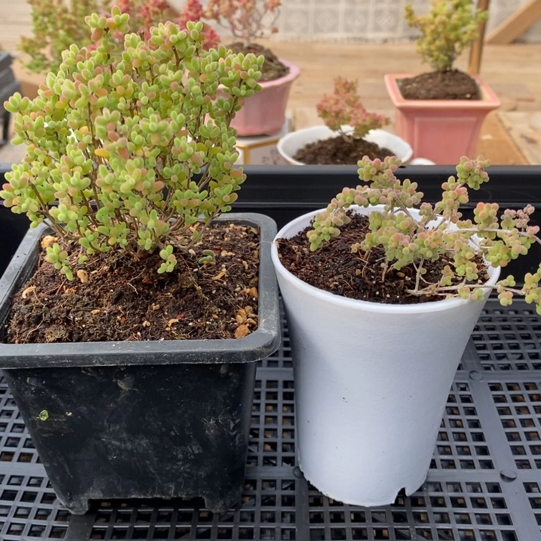 枝干蜜桔糖球来咯481