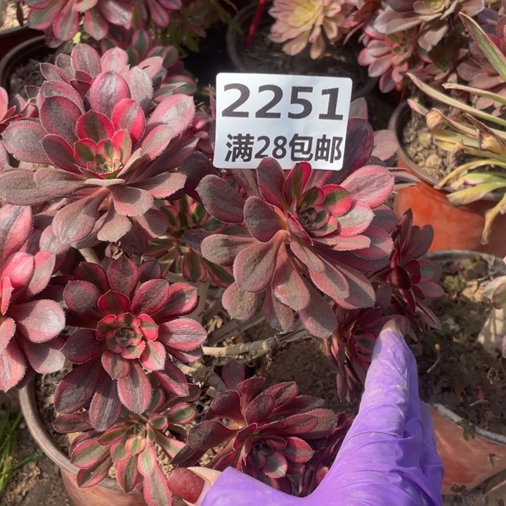 2251香奈儿母本一号棚B多肉