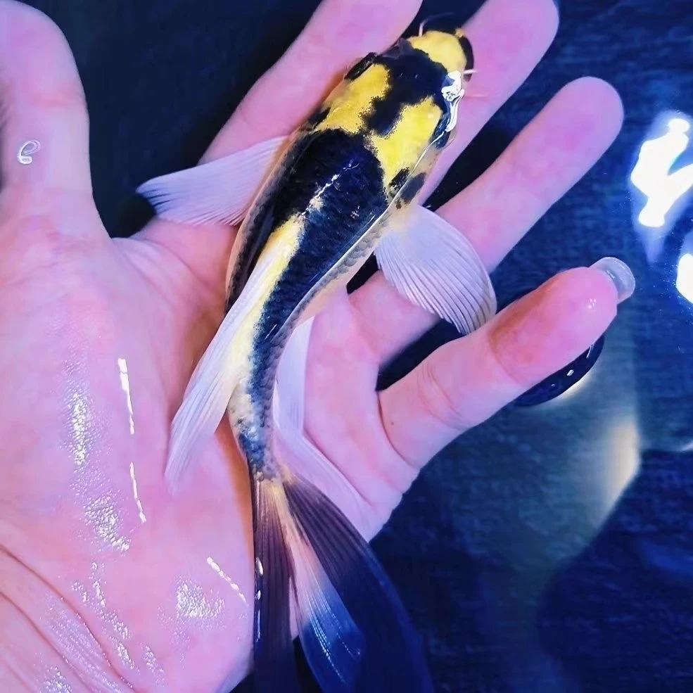 上发蝴蝶长尾短身大酋长锦鲤冷水淡水观赏鱼好养耐活