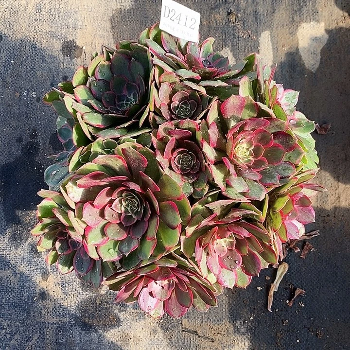 2412粉花妖多肉植物