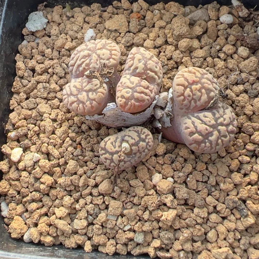 17-144肉锥多肉植物