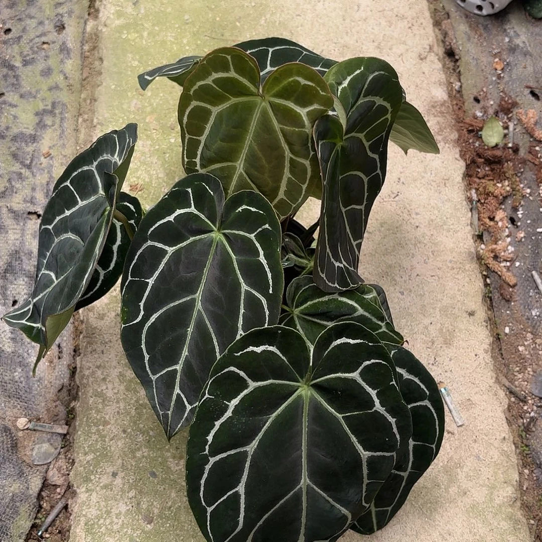 完全开放哥伦比亚黑水晶