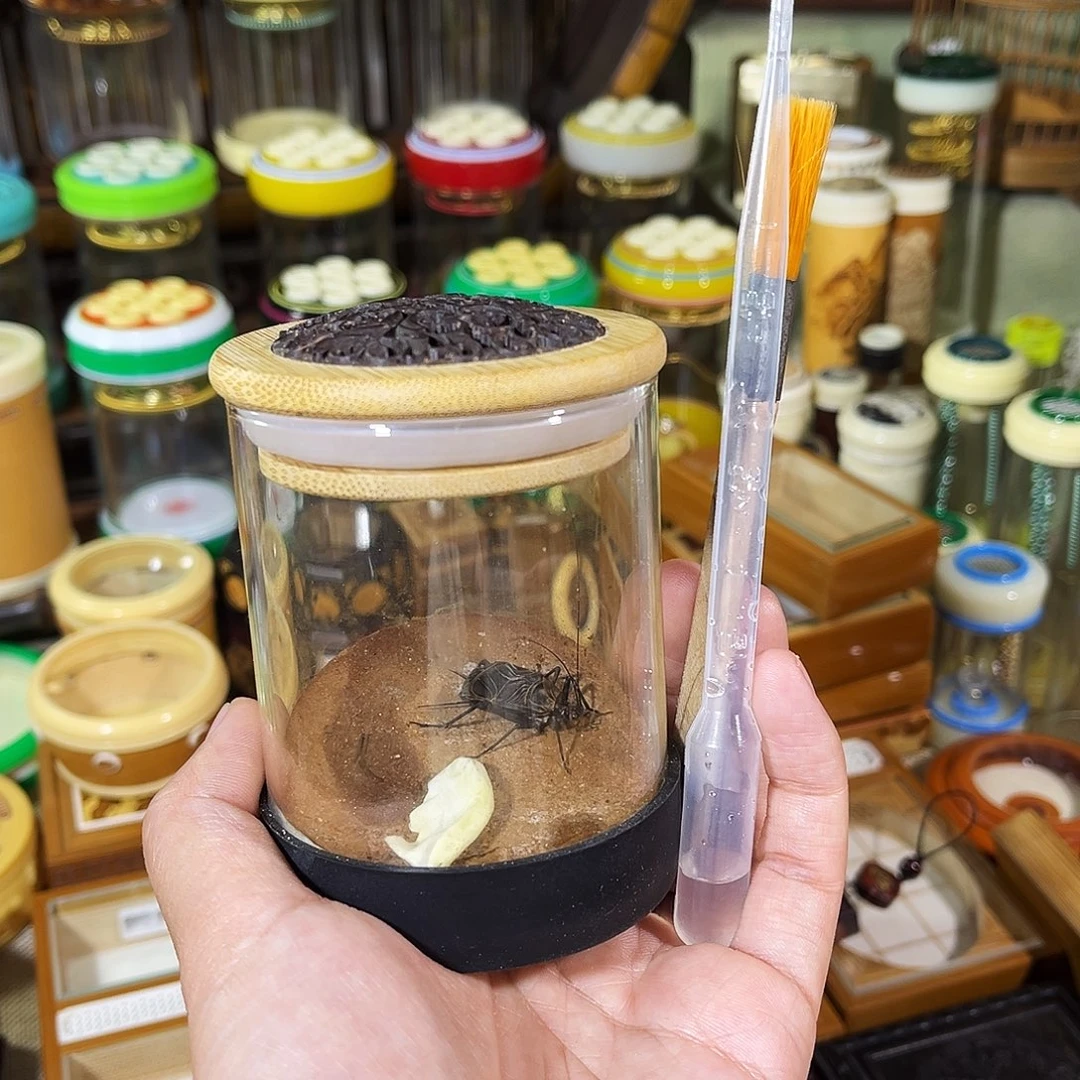 蟋蟀黑虫叫罐+麒麟