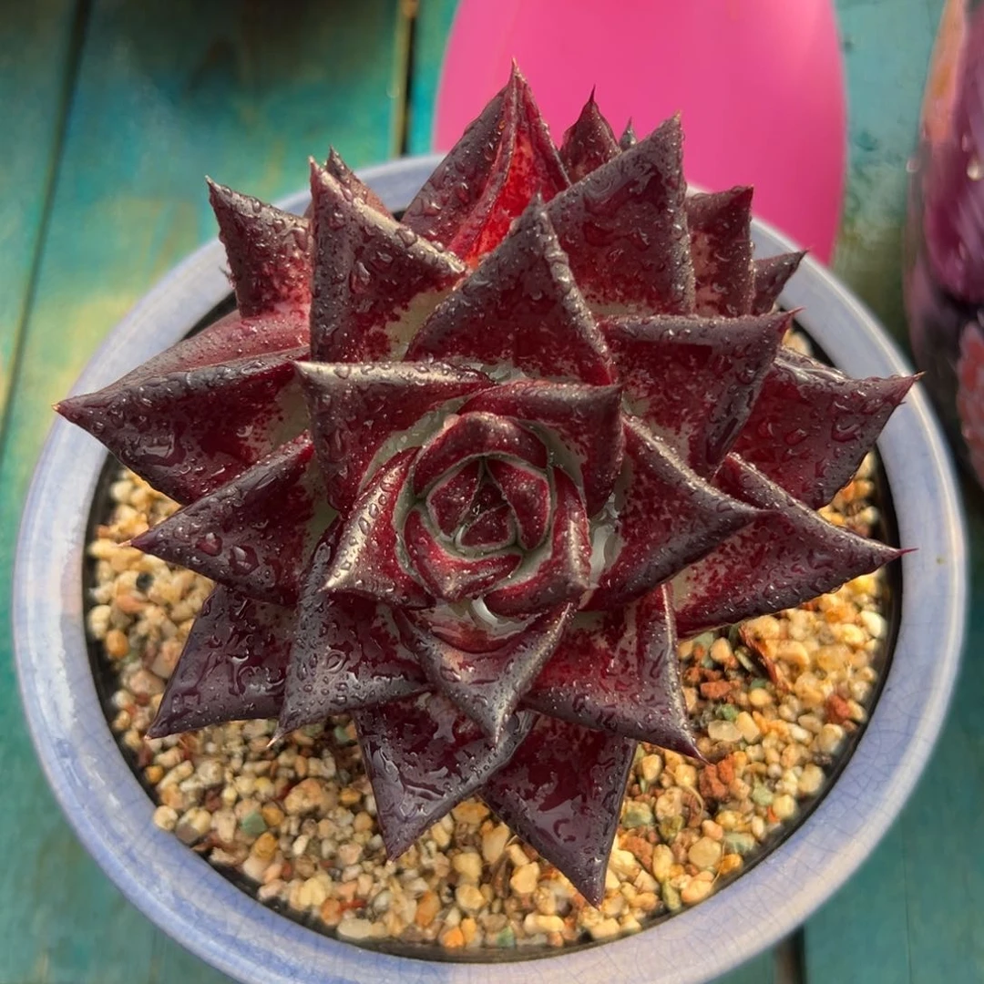 多肉精选编号0117.36