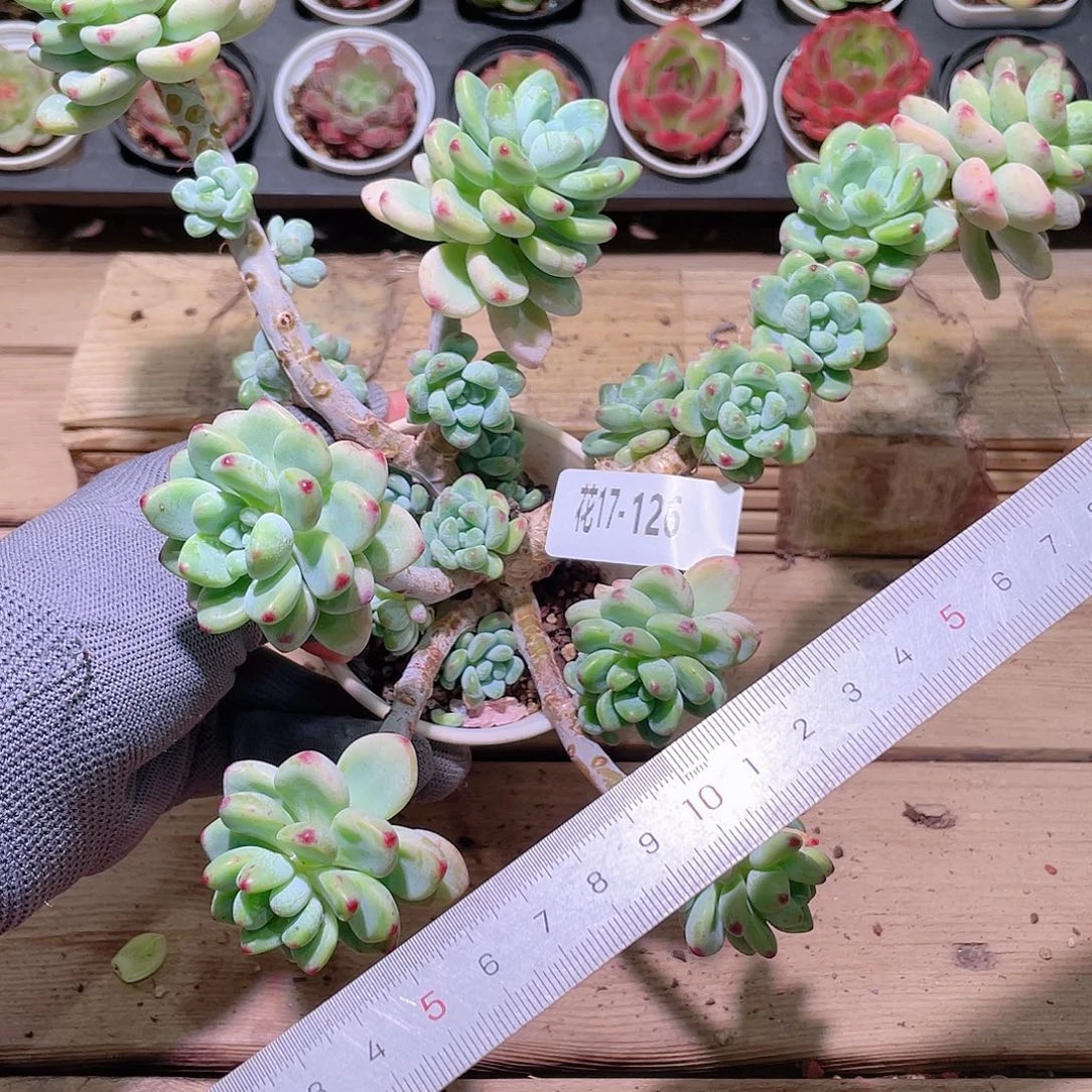 花利美17-126罗琦群