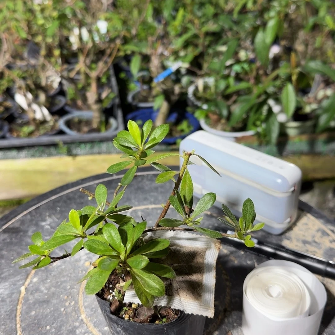 无花朵若惠有花朵