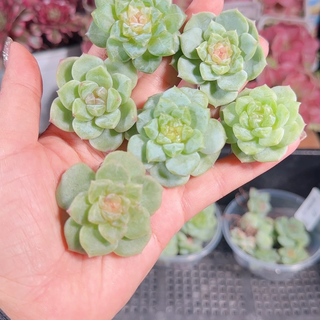 0710.-糖心珍妮70