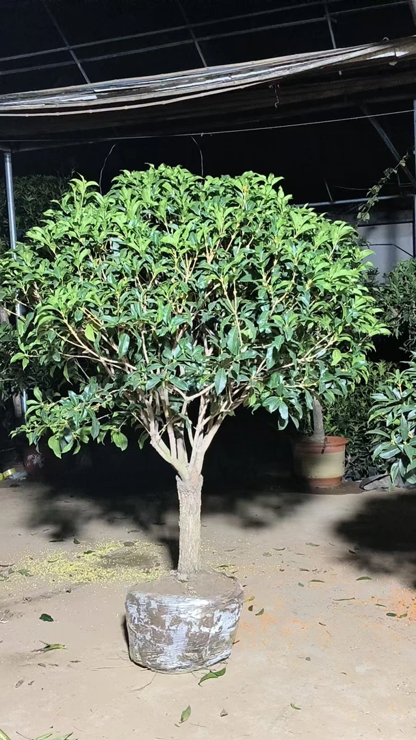 桂花金桂系列（以直播间实物为主，一物一拍，私拍盆栽不发货）绿植