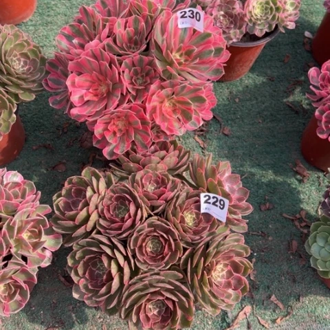 寻***适230粉女巫，229粉花妖